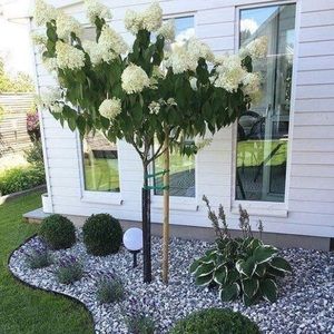 Meet your Posher, Cassandre